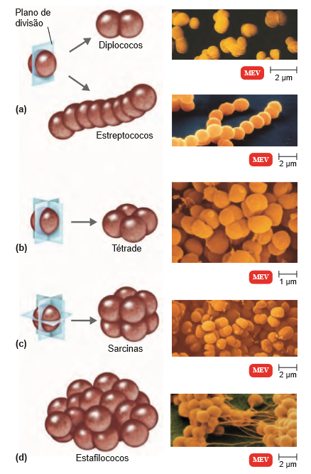 O tamanho, a forma e o arranjo das células bacterianas :: Guia-de ...